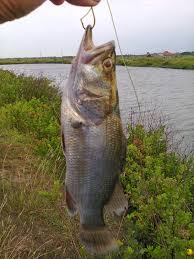 More images for rangkaian pancing muara » Warta Pancing Memancing Kakap Putih Di Muara Sungai