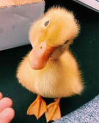 20 Baby Animals That Are So Cute It S Ridiculous Whole Lifestyle Duck Ducky Yellow Happy Animall Baby Animals Funny Animals Beautiful Cute Baby Animals