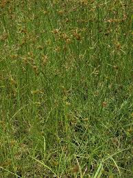 Image result for Pycreus