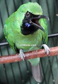 Check spelling or type a new query. Download Suara Burung Cucak Ijo Masteran Om Kicau