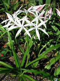 Image result for Crinum buphanoides