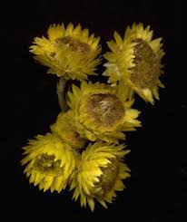 Image result for Helichrysum foetidum