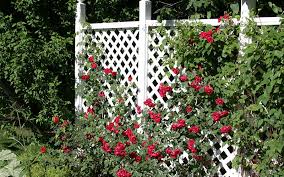 A great addition for the butterfly garden is climbing hydrangea. Fast Growing Vines For Shade The Home Depot