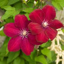 Maybe you would like to learn more about one of these? How To Prune Clematis Hgtv