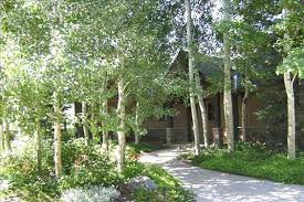 11 Dangerous Trees You Should Never Plant In Your Yard Trees To Plant Aspen Landscaping Plants
