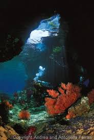 Laureata in scienze umanistiche per la comunicazione. Raja Ampat Dive Trip Report By Andrea And Antonella Ferrari Wetpixel Com