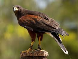 Golden Eagle National Birds Of Prey Centre Newent Gloucestershire England Uk Birds Of Prey Prey Golden Eagle