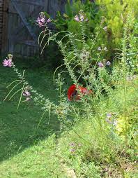 Image result for Cleome iberidella