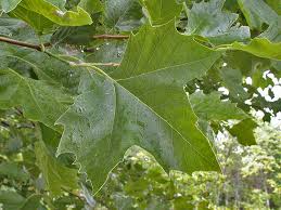 Image result for Platanus