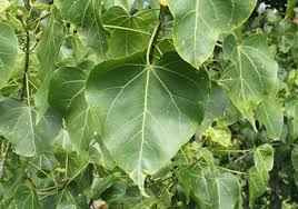 Image result for Thespesia populneoides