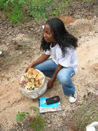 Image result for Uapaca sansibarica