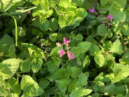 Image result for Desmodium incanum