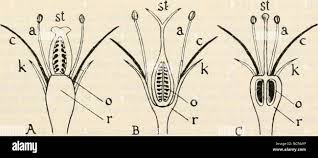 Image result for Oubanguia africana