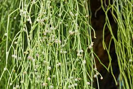Image result for Rhipsalis baccifera