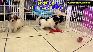 Find shih tzu puppies for sale and dogs for adoption. Teddy Bear Puppies For Sale In Missouri L2sanpiero