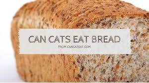 For example, garlic and raisin breads are not safe for felines because both garlic and raisins are toxic to cats. 7 Unexpected Fact About Can Cats Eat Bread You Should Not Miss