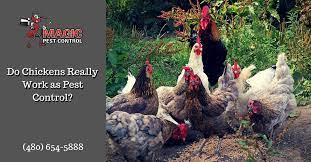 Grove pest control is second nature to us at arrow exterminators. Do Chickens Really Work As Pest Control For Scorpions