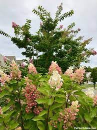 Pinky Winky Hydrangea Care Your Ultimate Guide Hydrangea Care Hydrangea Beautiful Gardens