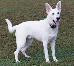 In 1917 the american kennel club registered the first white german shepherds from anne tracy's new york kennel. American White German Shepherd