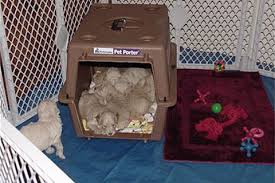 The dog crate should offer a positive, secure environment, a calming zone. Crate Training Goldendoodle Puppies By Moss Creek Goldendoodles In Florida English Goldendoodle Puppies