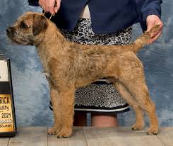 Image result for border teriér