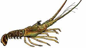If you have ever been lobstering for spiny lobster in florida, you probably know that mini lobster season (which is the frontrunner to the full florida lobster season) is one of the craziest times down. Spiny Lobster Edible South Florida