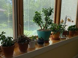Maybe you would like to learn more about one of these? Best House Plants For Low Light The Happy Houseplanter