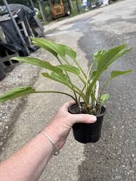 Image result for Drimiopsis