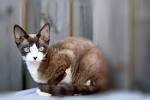 Small Cat Breeds (Long hair, Cute, Fluffy)