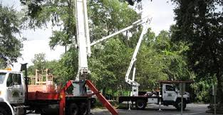 They provide important details about military service, ancestry. 1 Tree Service Odessa Fl 813 920 4410 Arborist Aboard