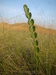 Image result for Afrosciadium nyassicum
