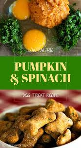 While this recipe is about creating lower caloric dog treats, do not use lower caloric peanut butter. Delicious And Nutritious Low Calorie Pumpkin Spinach Dog Treats For Dogs Who Want Taste Without Healthy Dog Treat Recipes Dog Food Recipes Dog Biscuit Recipes