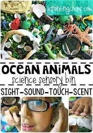 Practise sea animal words with this song about underwater life. Ocean Animals Science Sensory Bin