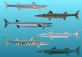 Privacy policy terms of service barracuda system status. Free Barracuda Fish Vector 113515 Vector Art At Vecteezy