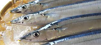 「２０１７年秋刀魚画像」の画像検索結果