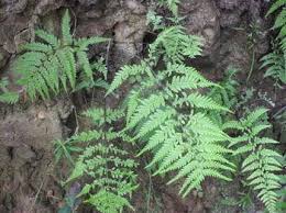 Image result for Pityrogramma calomelanos