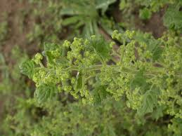 Image result for Dysphania schraderiana