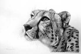 Black And White Animal Drawings Realistic Hugedomains Com Cheetah Drawing Wildlife Art Big Cats Art