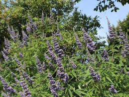 Empfohlen wird die einnahme über mindestens drei monate/zyklen hinweg. Monchspfeffer Keuschbaum Vitex Agnus Castus Baumschule Horstmann