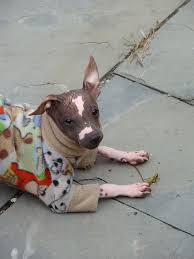 Apply for a permit online if you re walking four to eight dogs in a leash free zone. Lost And Found Pets Of Ontario Home Facebook