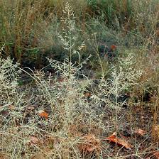 Image result for Eragrostis exasperata
