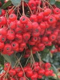 Image result for Pyracantha coccinea red column
