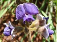 Image result for Neorautanenia