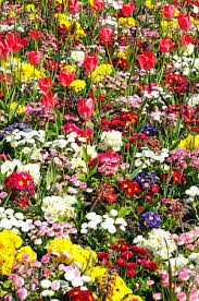 Here are 30 suggestions that can help you find just the right species of plant for your spring flowers. Pretty Flowerbed With Spring Flowers Including Bellis Primroses And Tulips Shrewsbury Shropshire England Uk Western Europe Stock Photo Picture And Royalty Free Image Image 39782123