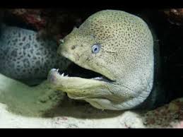 Make our family tradition yours. Morena Gigante Giant Morey By Pela Youtube