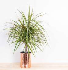 Drachenbaum Profi Tipps Rund Um Die Dracaena Plantura Drachenbaum Pflanzen Baume Pflanzen