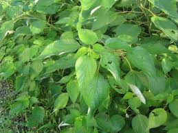 Image result for Boehmeria macrophylla