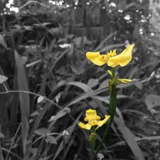 Flower Yellow