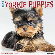 See more ideas about dogs, shorkie puppies, yorkie. Just Yorkie Puppies 2021 Wall Calendar Dog Breed Calendar Willow Creek Press 0709786058297 Amazon Com Books