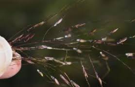 Image result for Capillipedium